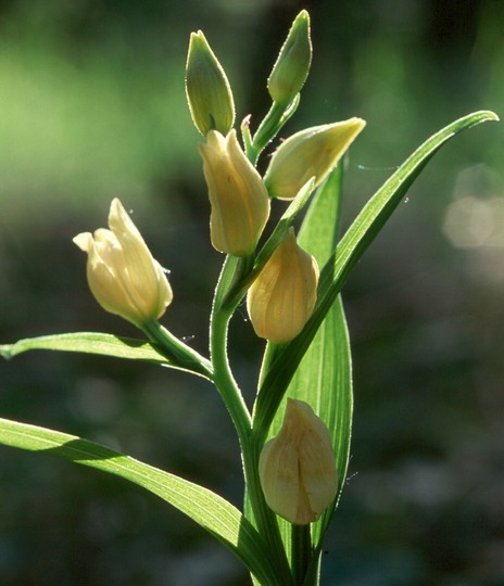 Cephalanthera damasonium