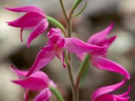 Cephalanthera rubra