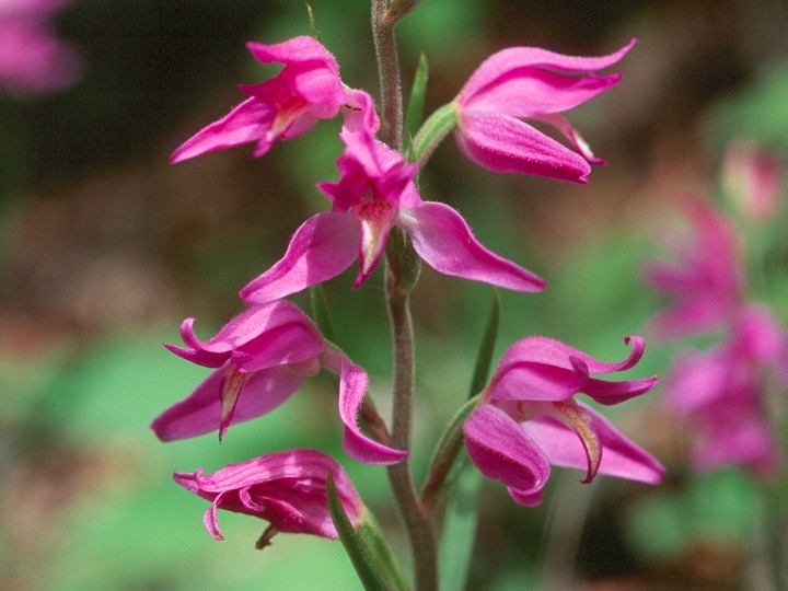 Cephalanthera rubra