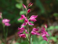 Cephalanthera rubra