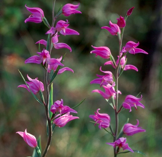 Cephalanthera rubra