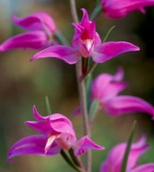 Cephalanthera rubra