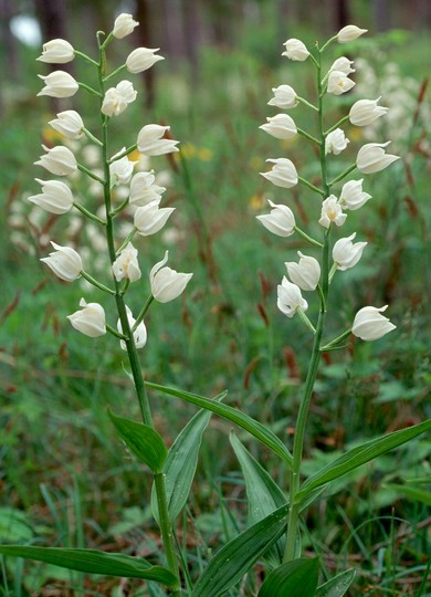 Cephalanthera longifolia