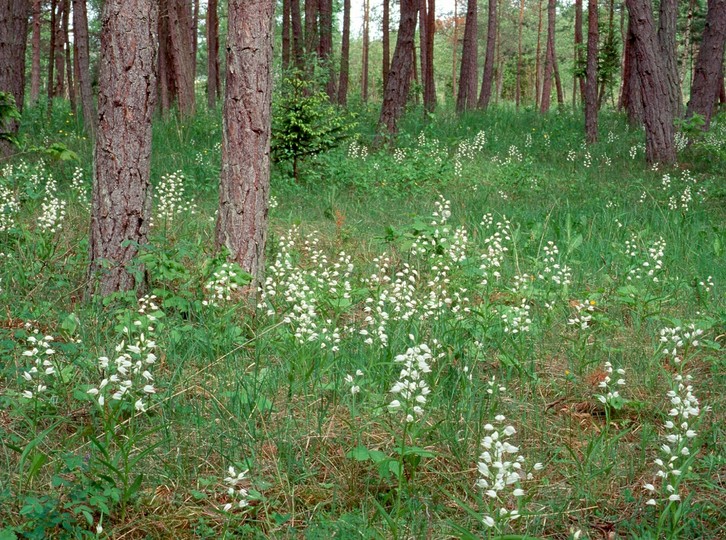 Cephalanthera longifolia