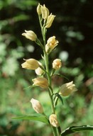 Cephalanthera damasonium