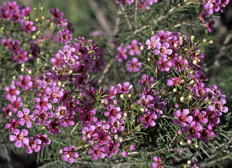 Chamelaucium uncinatum