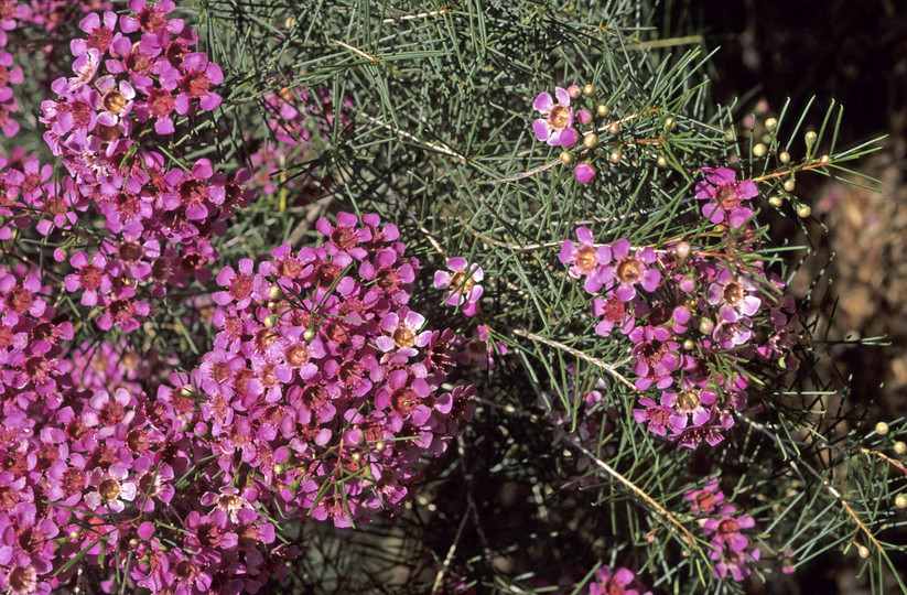 Chamelaucium uncinatum