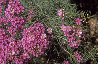 Chamelaucium uncinatum