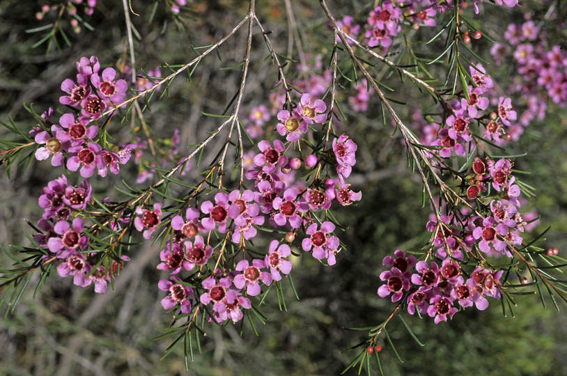 Chamelaucium uncinatum