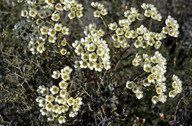 Chamelaucium megalopetalum