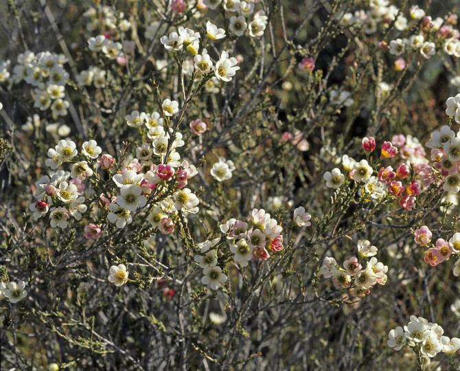 Chamelaucium megalopetalum