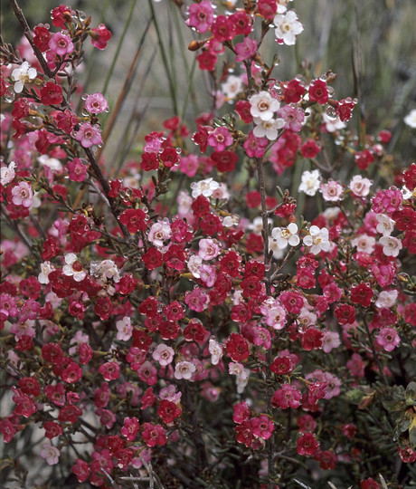 Chamelaucium ciliatum