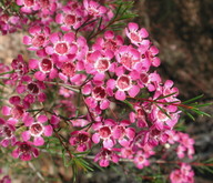 Chamelaucium uncinatum