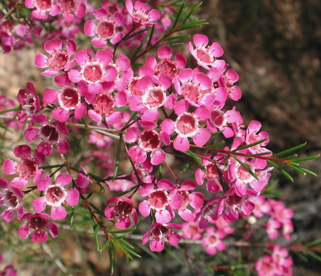 Chamelaucium uncinatum