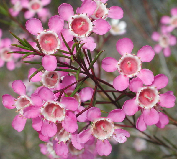 Chamelaucium uncinatum