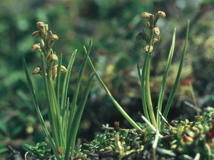 Chamorchis alpina