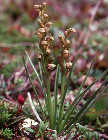 Chamorchis alpina