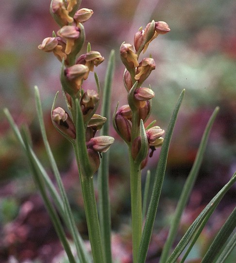 Chamorchis alpina