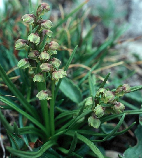 Chamorchis alpina