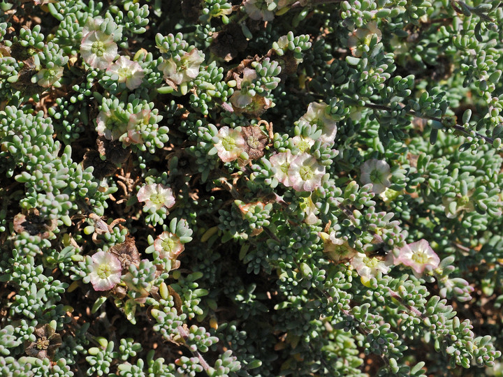 Salsola vermiculata