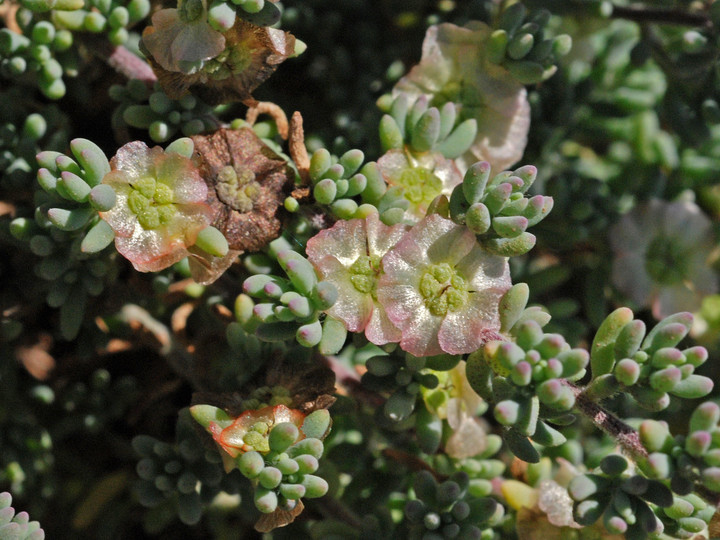 Salsola vermiculata