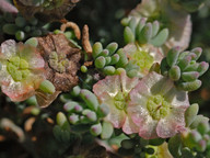 Salsola vermiculata