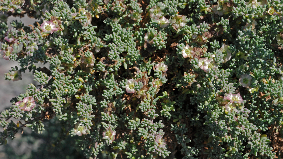 Salsola vermiculata