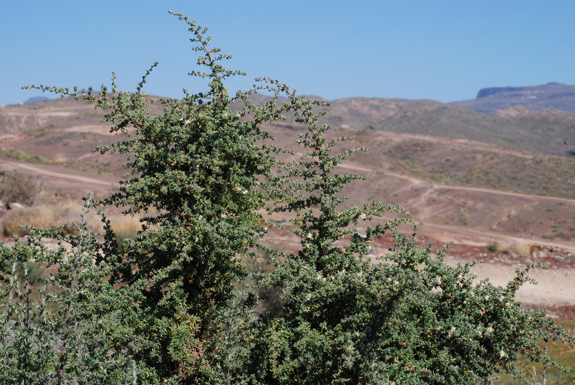 Salsola vermiculata