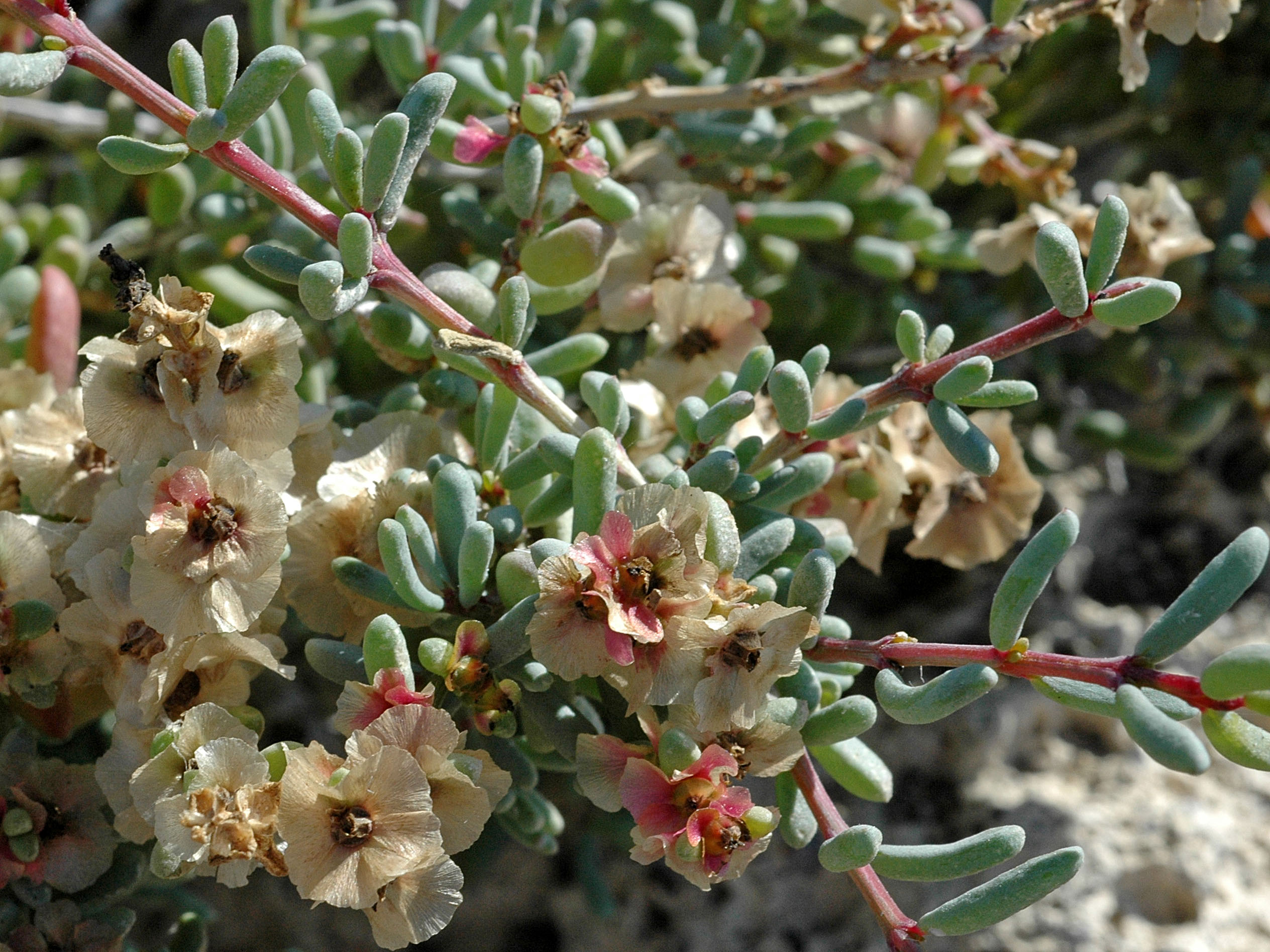 Salsola orotavensis