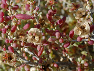 Salsola orotavensis