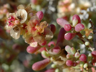 Salsola orotavensis