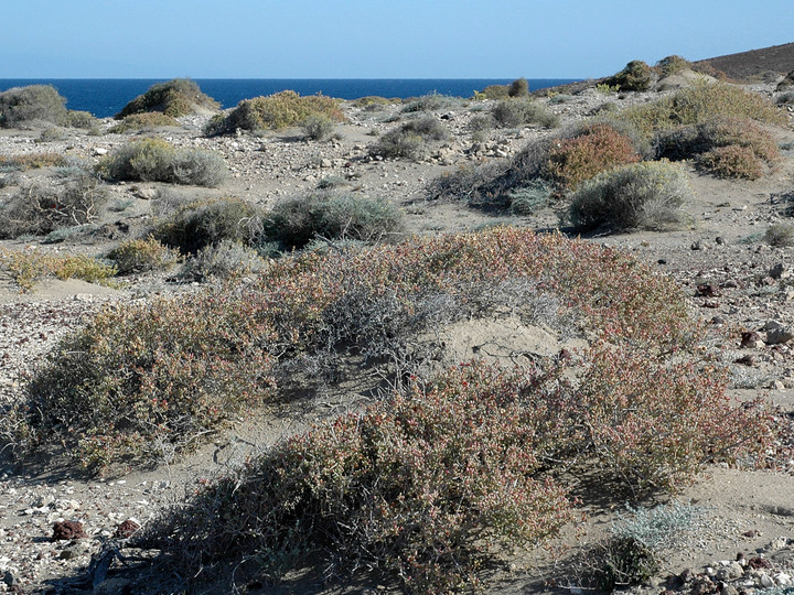 Salsola orotavensis