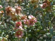 Salsola orotavensis