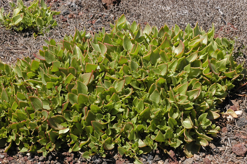 Patellifolia patellaris