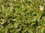 Patellifolia patellaris