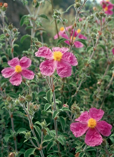 Cistus creticus