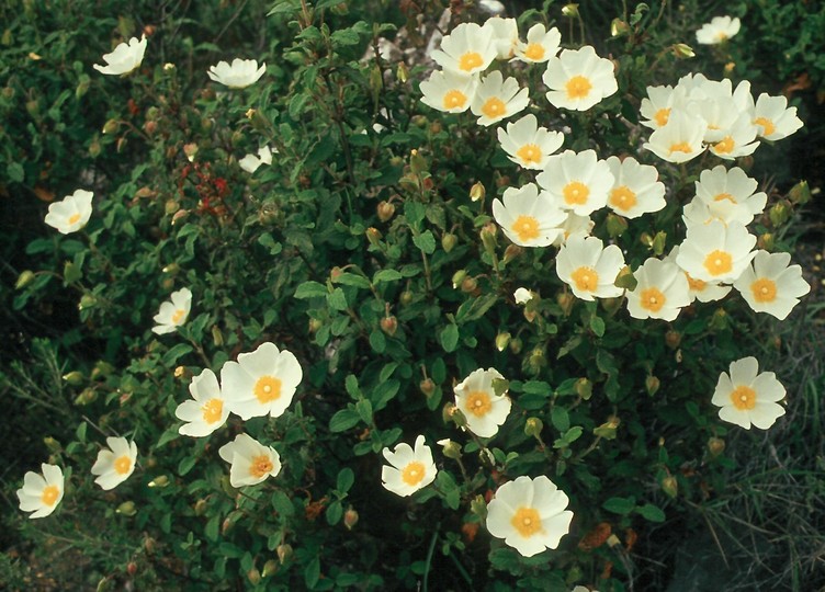 Cistus salviifolius