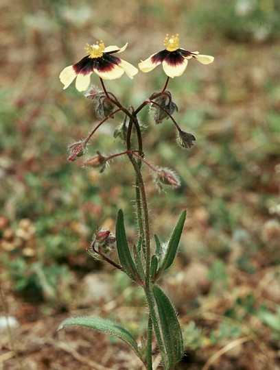 Tuberaria guttata