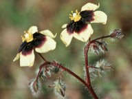 Tuberaria guttata