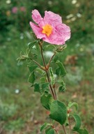 Cistus creticus