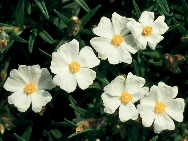 Cistus monspeliensis