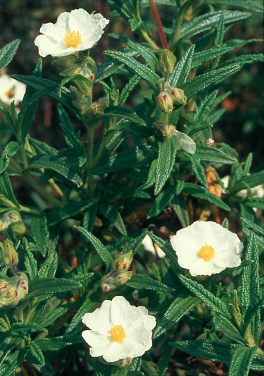 Cistus monspeliensis