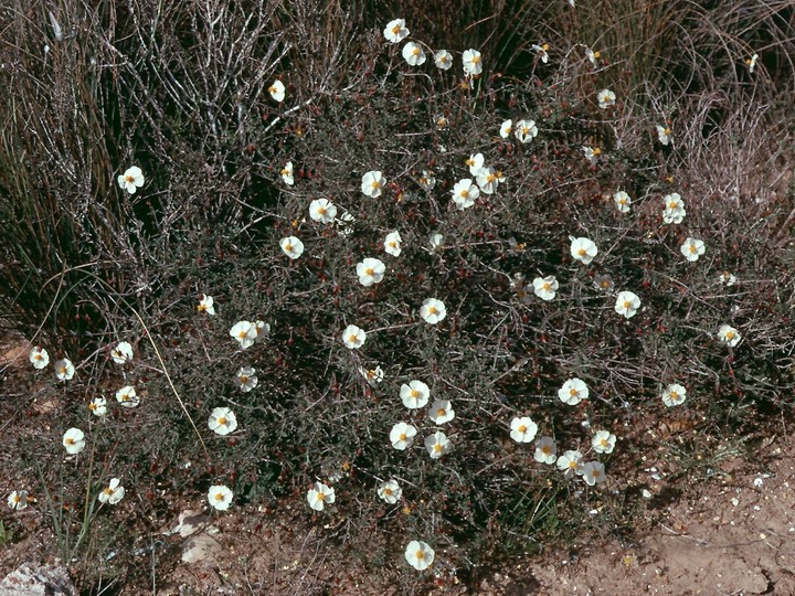 Helianthemum almeriense