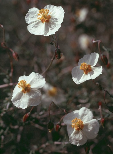 Helianthemum almeriense