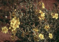 Halimium lasianthum