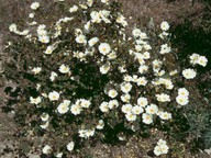 Cistus salviifolius