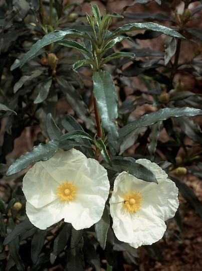 Cistus ladanifer