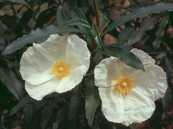 Cistus ladanifer