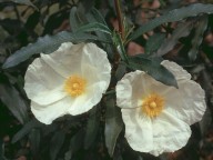 Cistus ladanifer