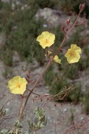 Halimium atriplicifolium